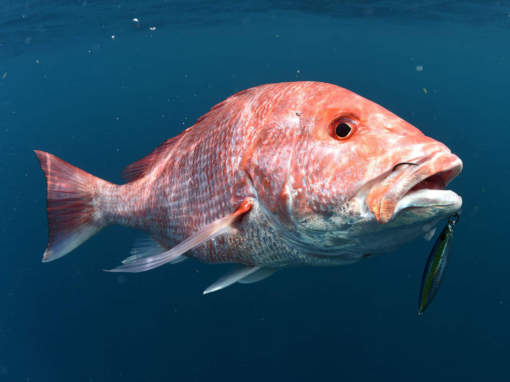 How To Catch Snapper