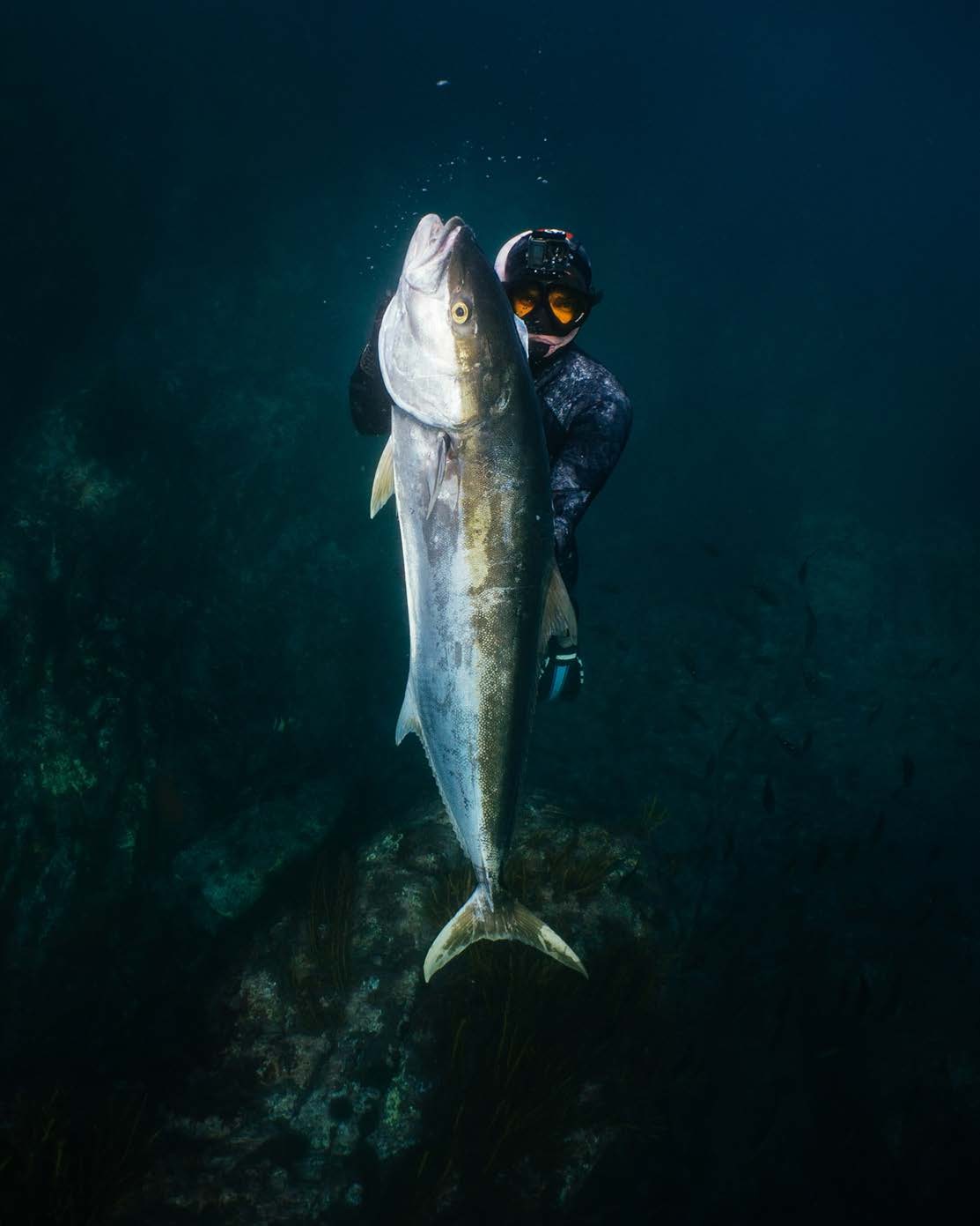 Chasing Kingfish on the Spear in Winter