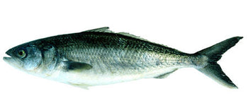 Kahawai – How to Catch Them – NZ Diver