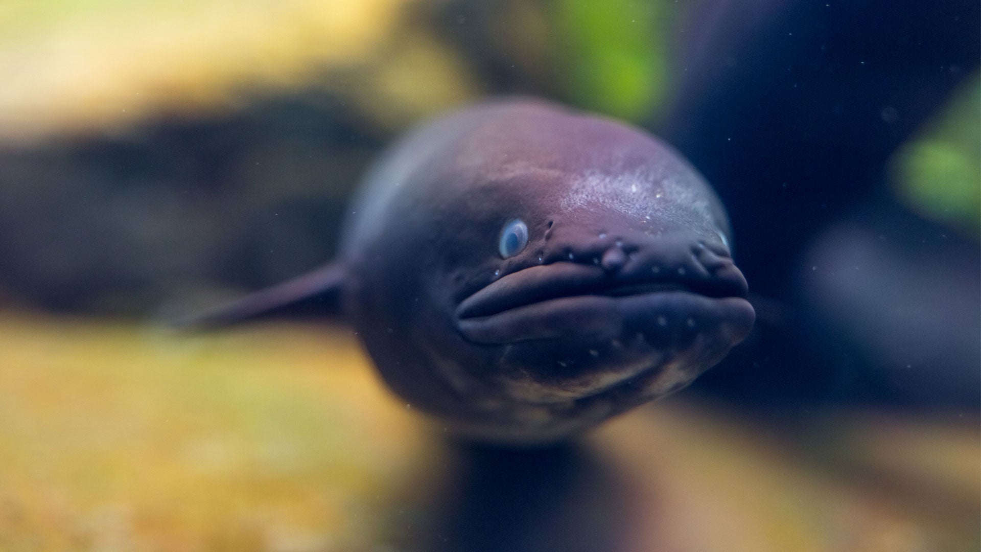 Understanding Eels in Aotearoa