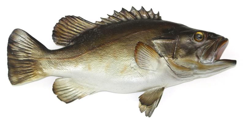 Going Deep for Hapuka – The Ultimate NZ Guide