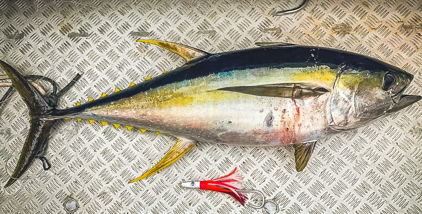 🎣 How to Catch Tuna in New Zealand – The Complete NZDiver Guide