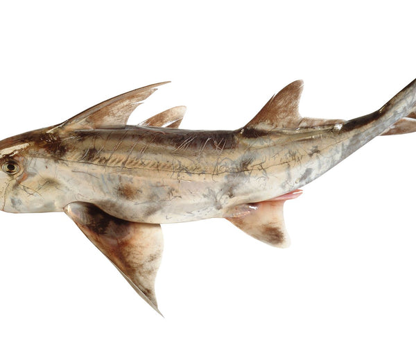Elephant Fish – NZ Diver