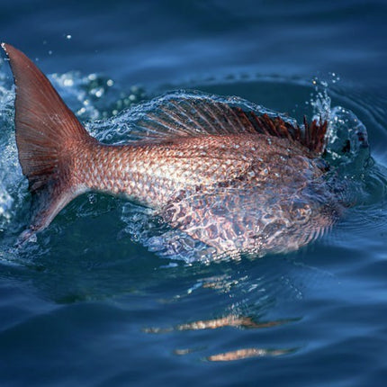 Collection image for: Fishing