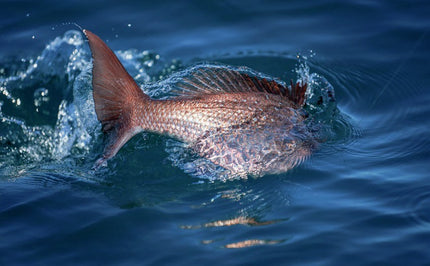 Collection image for: Fishing