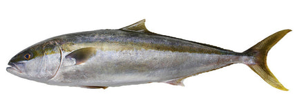 Collection image for: KingFish