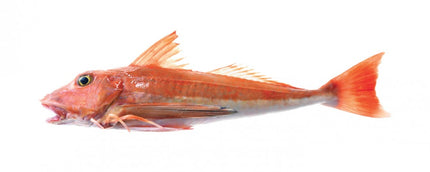 Collection image for: Gurnard