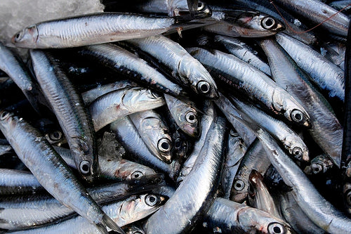 Ultralife Salted Anchovies 300g – High Oil Fishing Bait