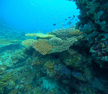 Philippines Dive Trip May 2027 – Philippines Dive Holiday with NZDiver