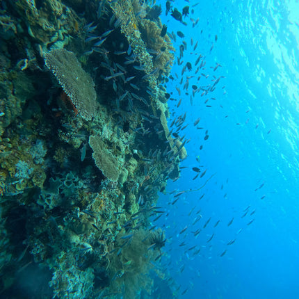 Philippines Dive Trip May 2027 – Philippines Dive Holiday with NZDiver