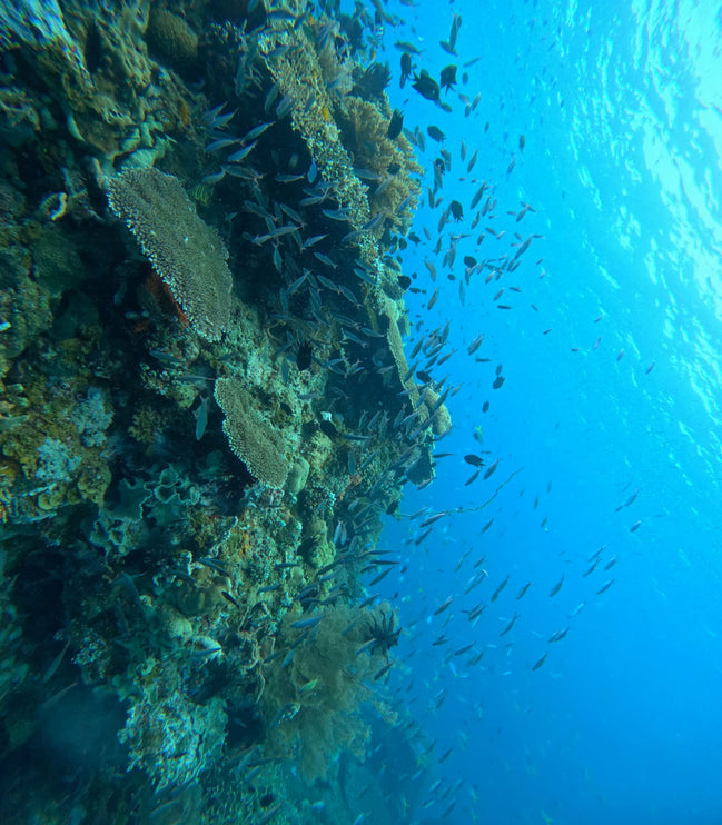 Philippines Dive Trip May 2027 – Philippines Dive Holiday with NZDiver