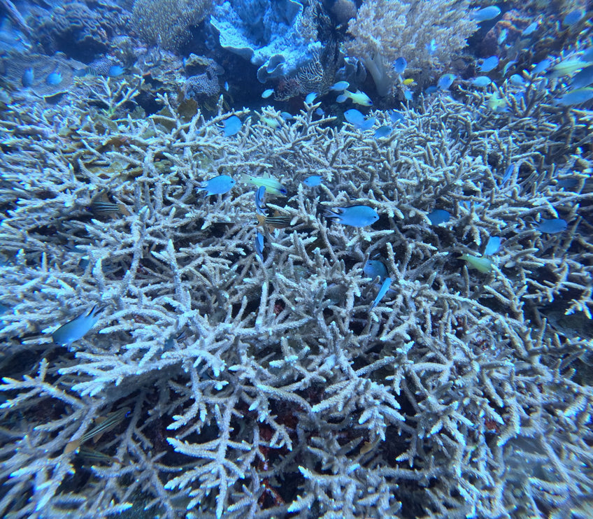 Philippines Dive Trip May 2027 – Philippines Dive Holiday with NZDiver