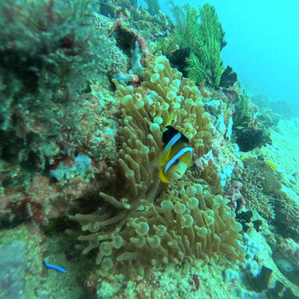 Philippines Dive Trip May 2027 – Philippines Dive Holiday with NZDiver