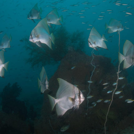 Coron Philippines Dive Trip 2027 – Philippines Dive Holiday with NZDiver