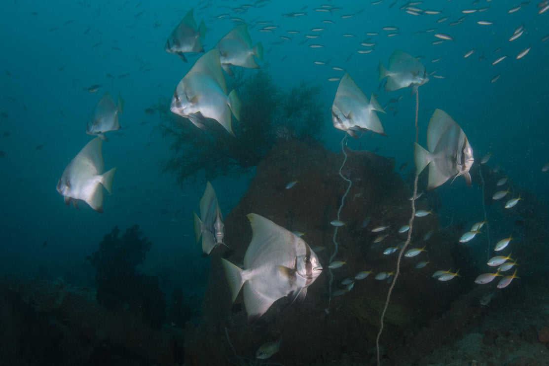 Coron Philippines Dive Trip 2027 – Philippines Dive Holiday with NZDiver