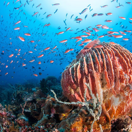 Puerto Galera Dive Trip 2026 – NZDiver Holiday with Verde Island & 26 Dives