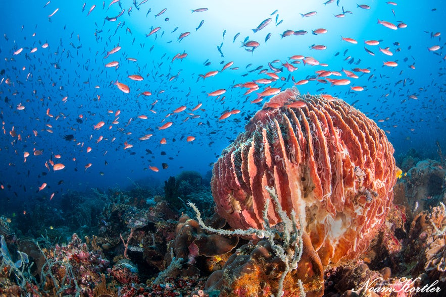 Puerto Galera Dive Trip 2026 – NZDiver Holiday with Verde Island & 26 Dives