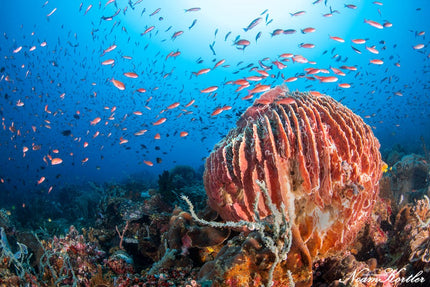 Puerto Galera Dive Trip 2026 – NZDiver Holiday with Verde Island & 26 Dives