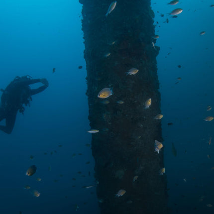 Coron Philippines Dive Trip 2027 – Philippines Dive Holiday with NZDiver
